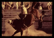 Junior bull riding with safety head gear