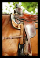 horse and saddle